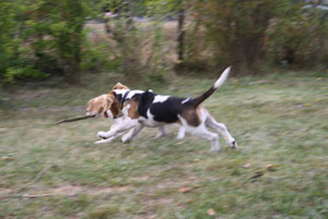 Beaglewelpen spielen
